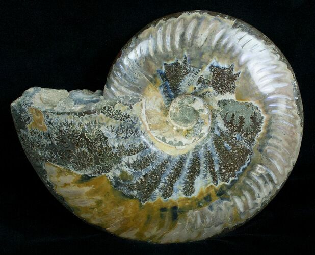 Wide Polished Cleoniceras Ammonite #5813